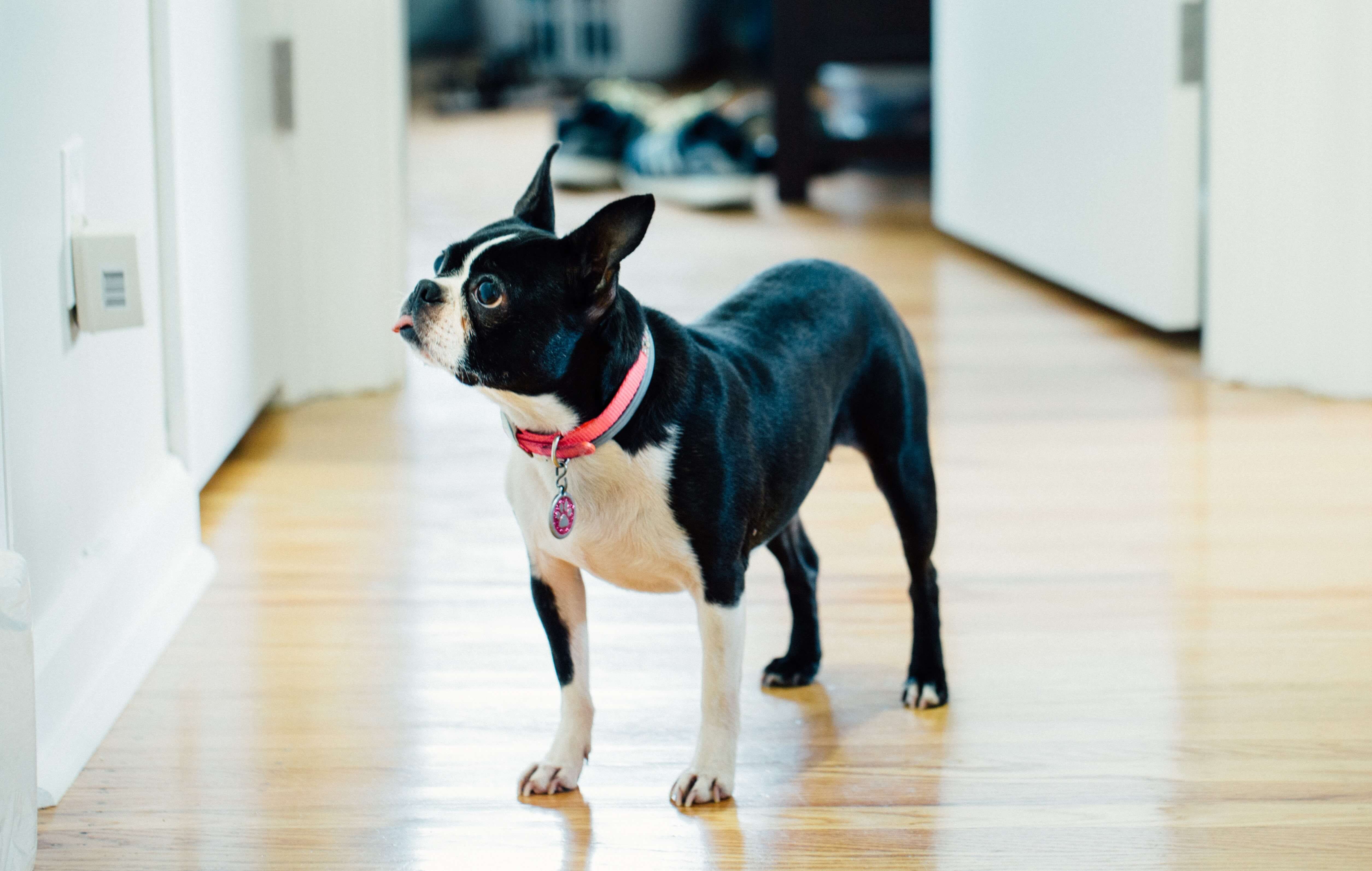 Jyl Boston Terrier