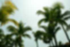 Palm trees in Honduras against the sky